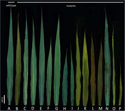 Screening of Mutants Related to the C4 Photosynthetic Kranz Structure in Foxtail Millet